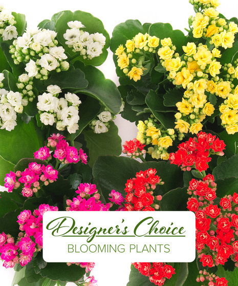 Designer Choice - Blooming Plants