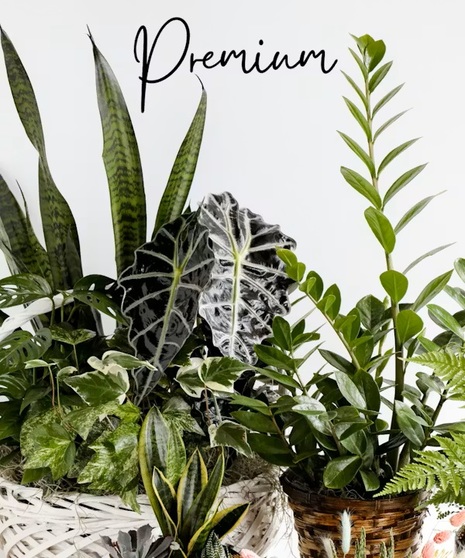 Designers Choice - House Plants