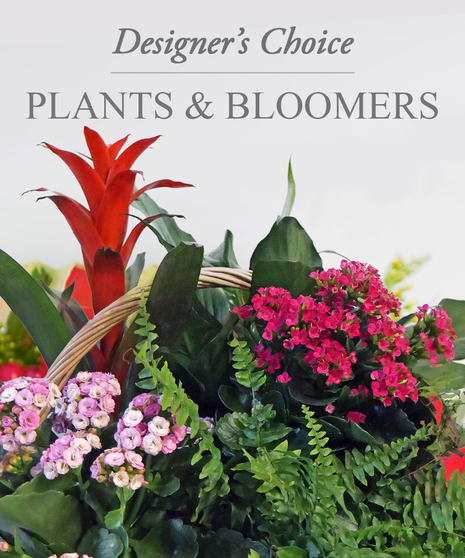 Designers Choice - Plants and Bloomers