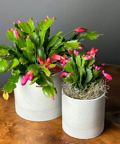 Merry Christmas Cactus