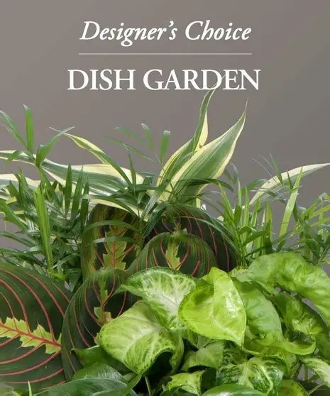 Designer Choice - Dish Garden