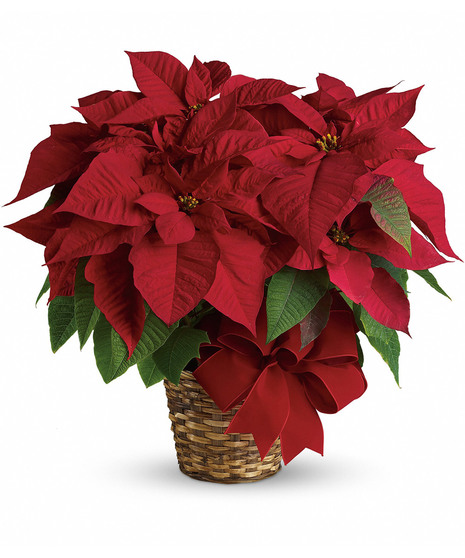 Red Poinsettia - 6