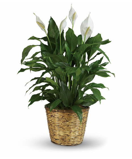 Simply Elegant Spathiphyllum - Large