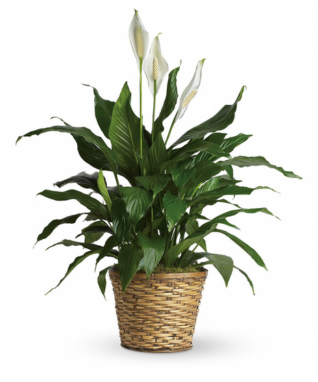 Simply Elegant Spathiphyllum - Medium
