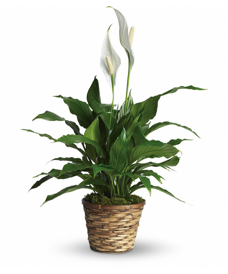 Simply Elegant Spathiphyllum - Small