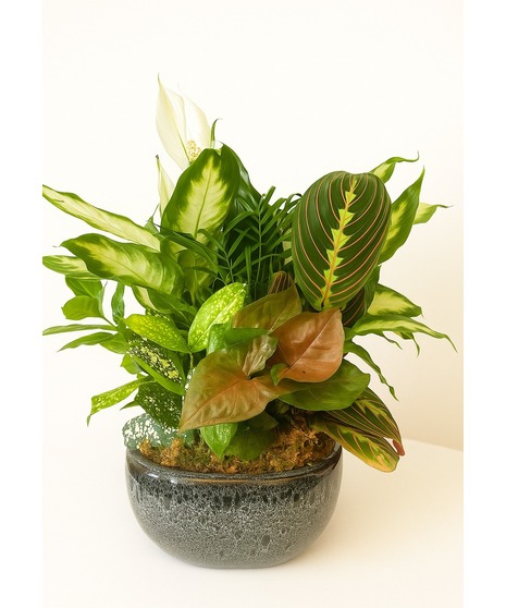 Tranquil Harmony Garden