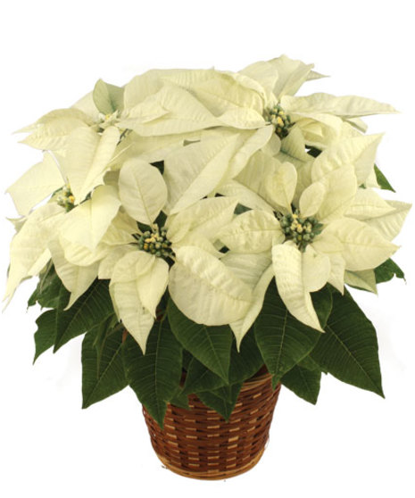 Poinsettia - White