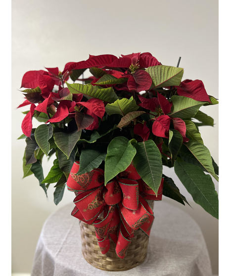 X-Large Red Poinsettia