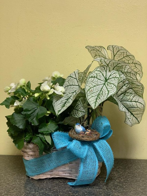 Double 6\" Plant Basket
