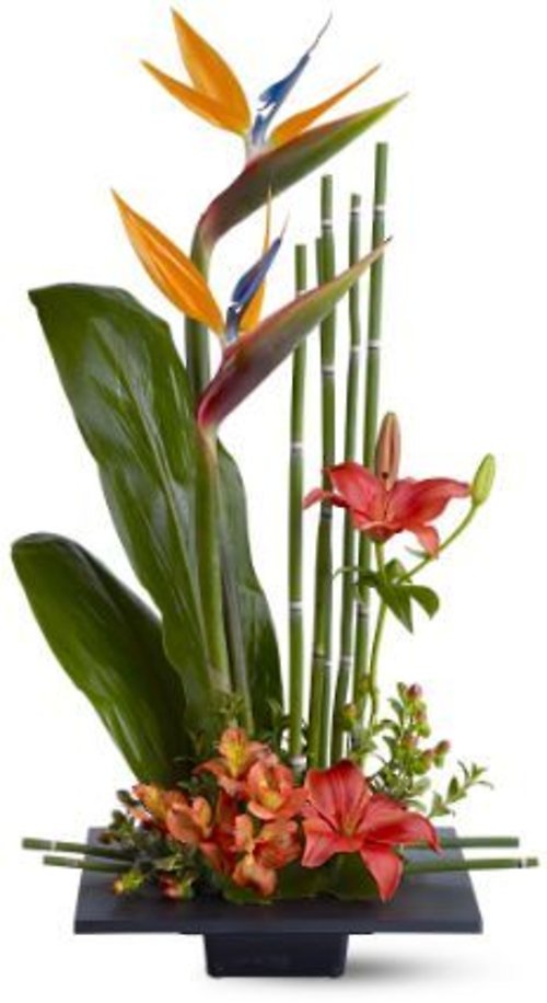 Tropical Sympathy
