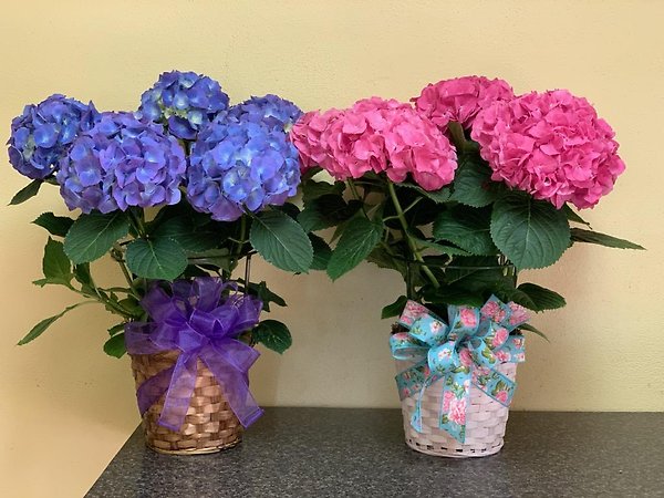 Hydrangea Plant