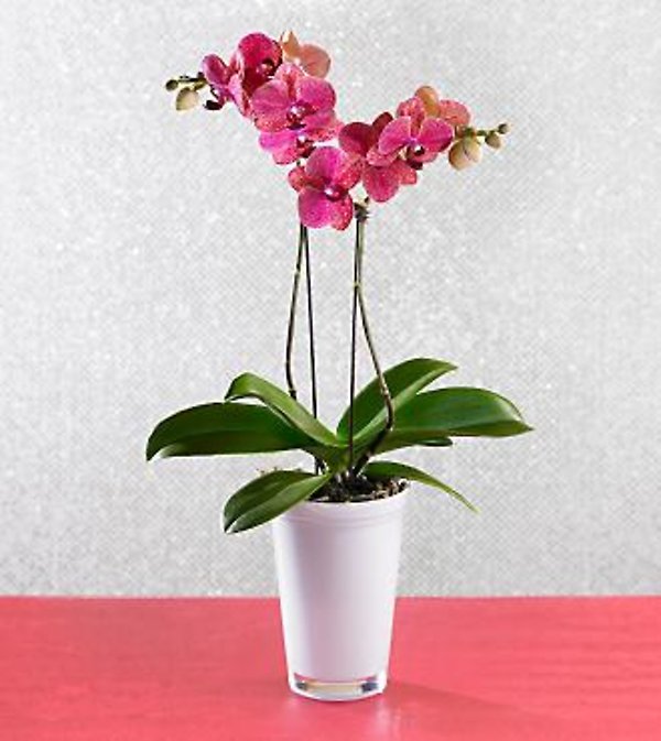 Todd Oldham Beauty Blooms Orchid Plant