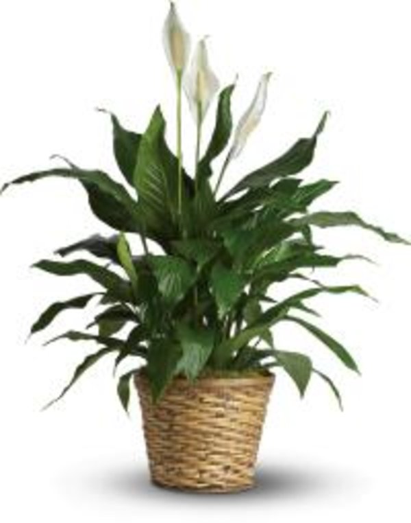 Simply Elegant Spathiphyllum (Peace Lily)