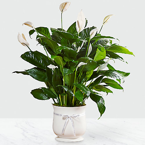 Comfort Planter