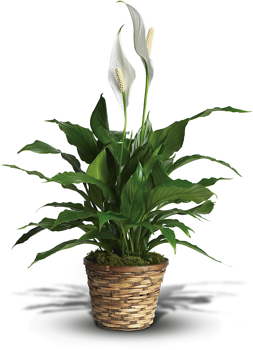 Simply Elegant Spathiphyllum (Peace Lily)