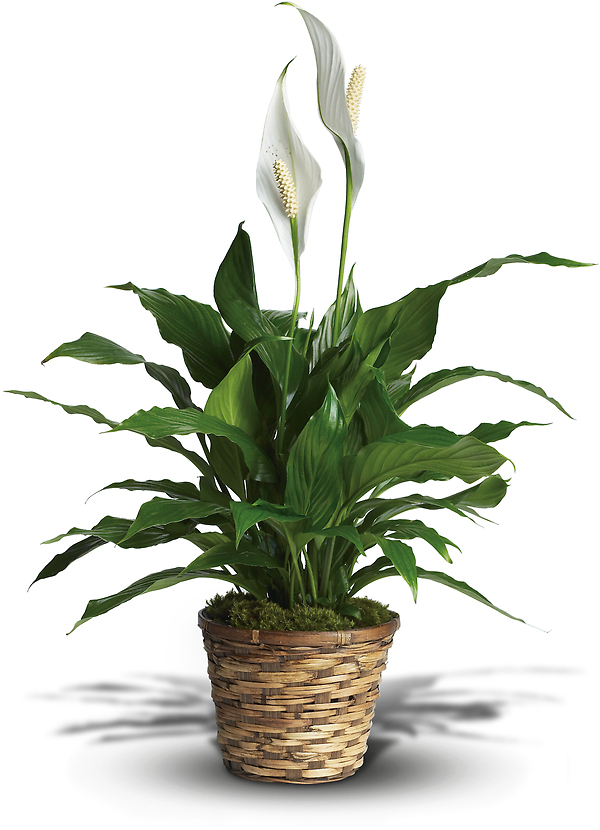 Simply Elegant Spathiphyllum (Peace Lily)