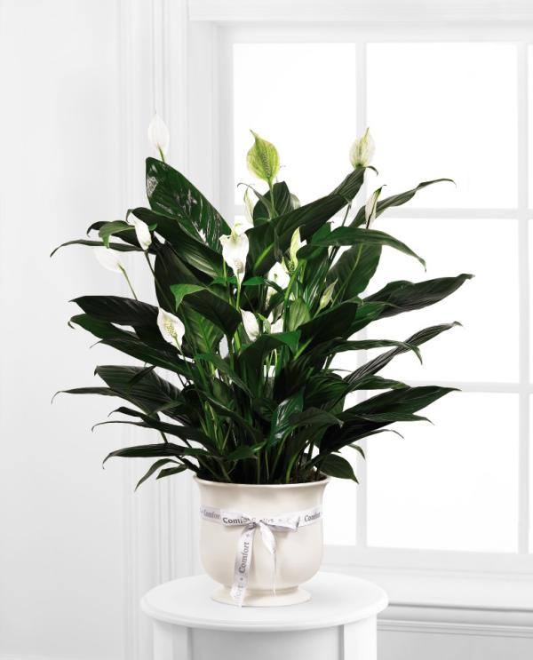 Comfort Planter