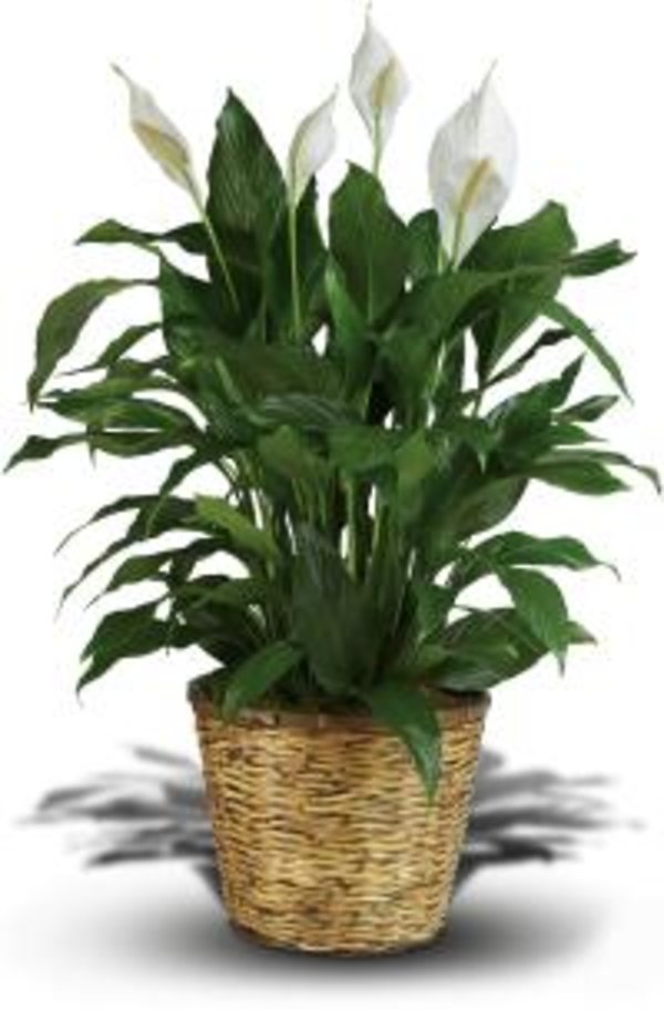 Simply Elegant Spathiphyllum (Peace Lily)
