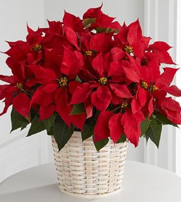 Red Poinsettia Basket-Large