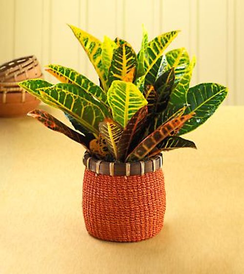 Vividly Vibrant Croton Plant