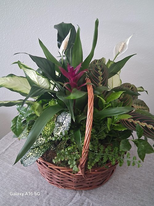 Tropical Haven