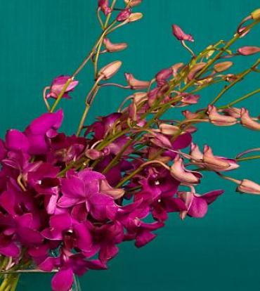 Amethyst Orchid Bouquet