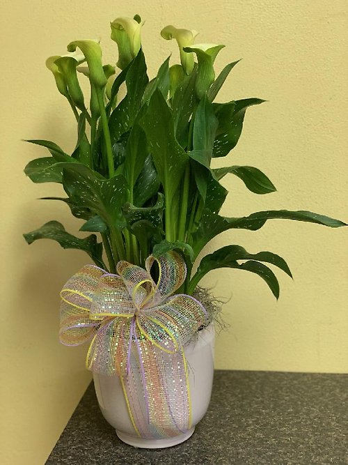 Calla Lily Plant in Ceramic pot