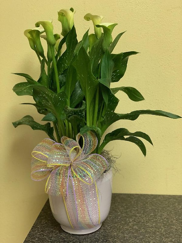 Calla Lily Plant in Ceramic pot