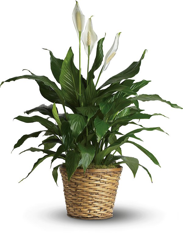Simply Elegant Spathiphyllum - Deluxe
